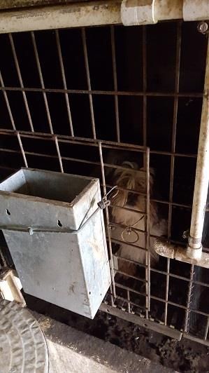 puppy_mill26.jpg
